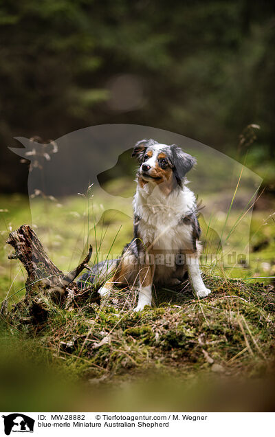blue-merle Miniature Australian Shepherd / MW-28882