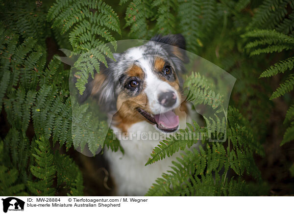 blue-merle Miniature Australian Shepherd / MW-28884