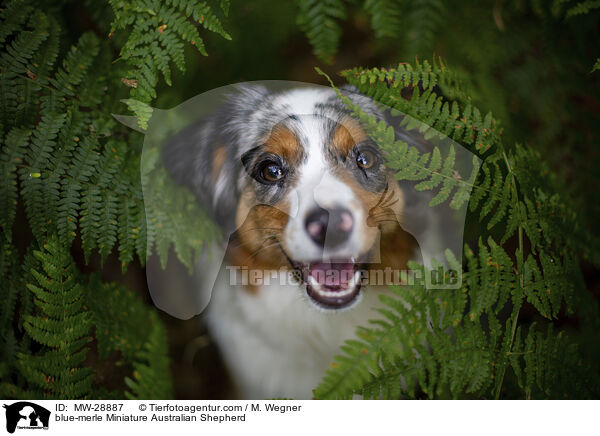 blue-merle Miniature Australian Shepherd / blue-merle Miniature Australian Shepherd / MW-28887