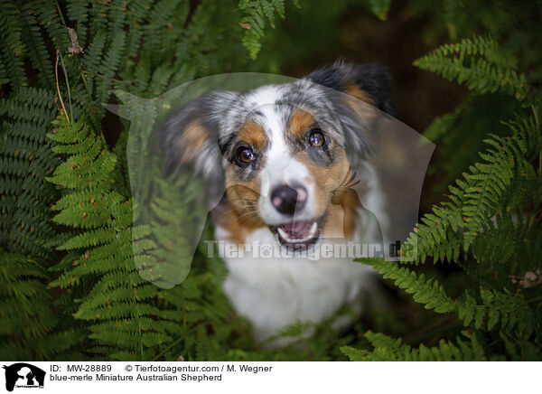 blue-merle Miniature Australian Shepherd / MW-28889