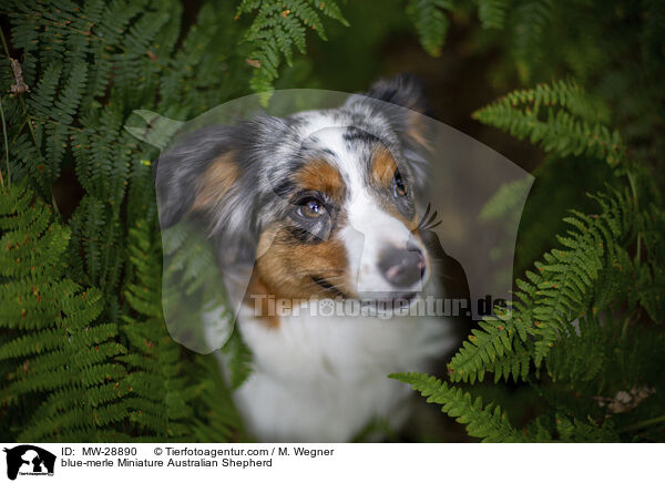 blue-merle Miniature Australian Shepherd / MW-28890
