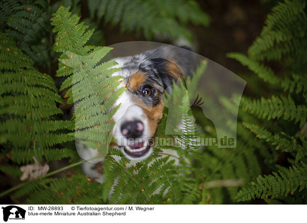 blue-merle Miniature Australian Shepherd / blue-merle Miniature Australian Shepherd / MW-28893