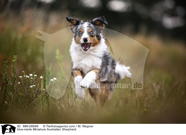 blue-merle Miniature Australian Shepherd / MW-28899