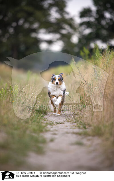 blue-merle Miniature Australian Shepherd / MW-28904