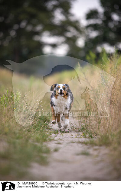 blue-merle Miniature Australian Shepherd / MW-28905