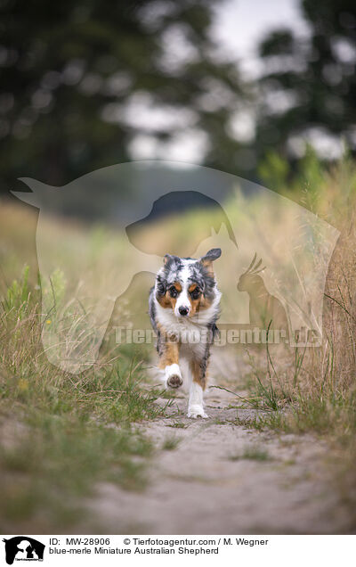 blue-merle Miniature Australian Shepherd / MW-28906
