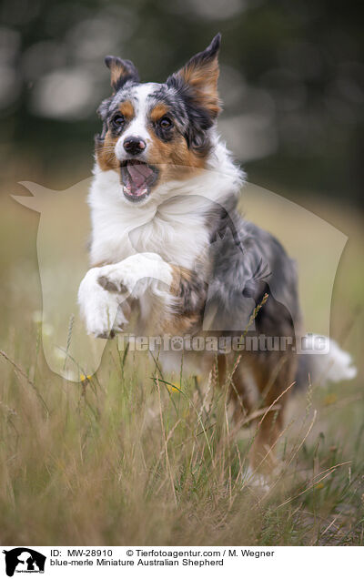 blue-merle Miniature Australian Shepherd / MW-28910