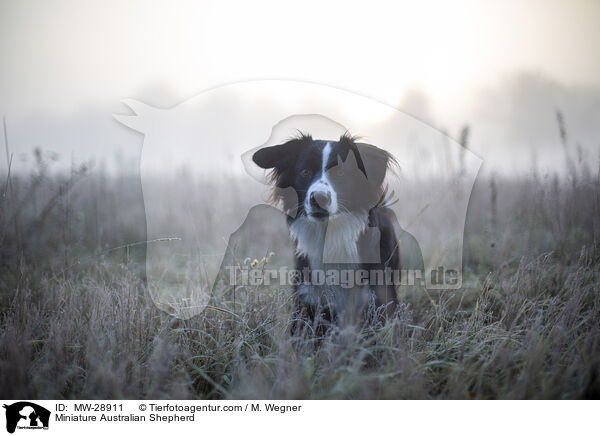 Miniature Australian Shepherd / MW-28911