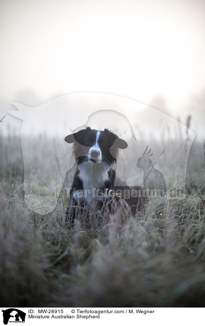 Miniature Australian Shepherd / MW-28915