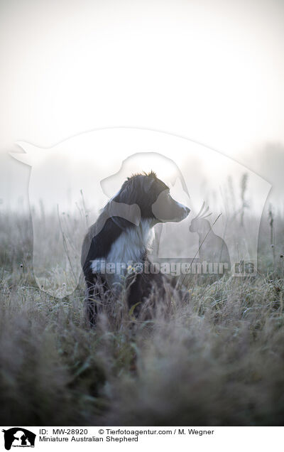 Miniature Australian Shepherd / MW-28920