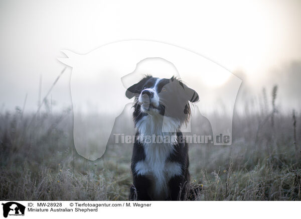 Miniature Australian Shepherd / MW-28928