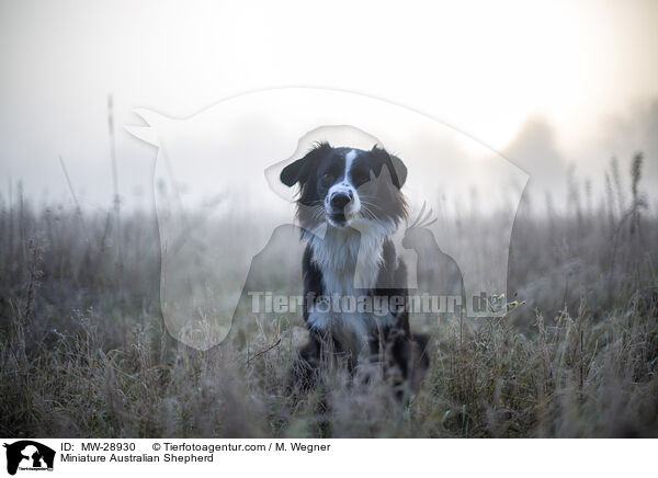 Miniature Australian Shepherd / MW-28930