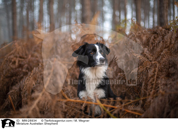 Miniature Australian Shepherd / MW-28934