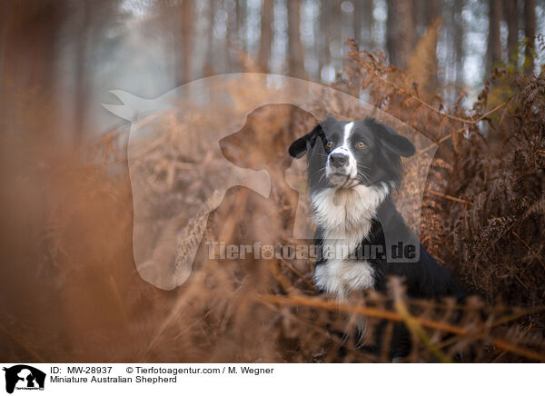 Miniature Australian Shepherd / MW-28937