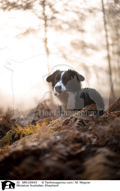 Miniature Australian Shepherd / MW-28945