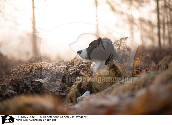 Miniature Australian Shepherd / Miniature Australian Shepherd / MW-28951