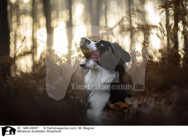 Miniature Australian Shepherd / MW-28957