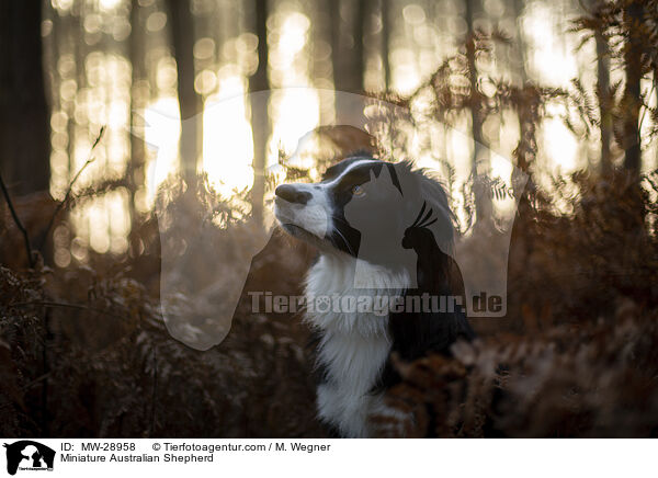 Miniature Australian Shepherd / MW-28958
