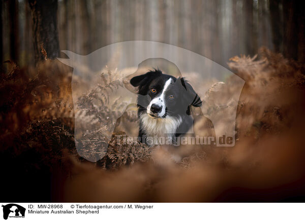 Miniature Australian Shepherd / Miniature Australian Shepherd / MW-28968