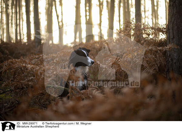 Miniature Australian Shepherd / MW-28971