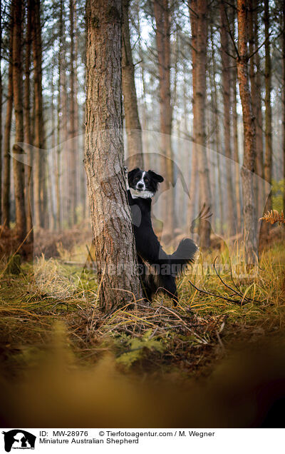 Miniature Australian Shepherd / MW-28976