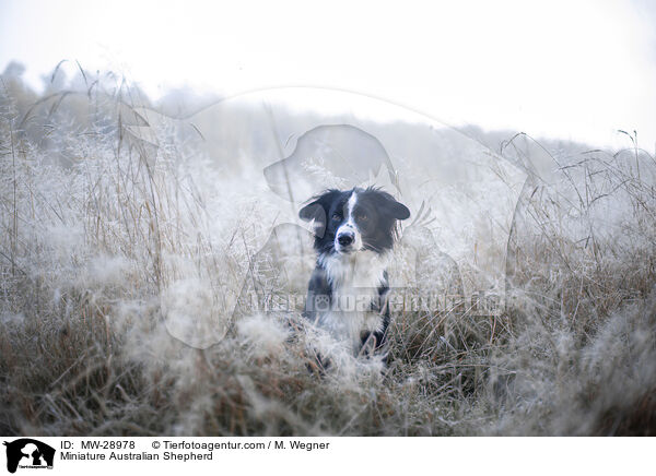 Miniature Australian Shepherd / Miniature Australian Shepherd / MW-28978