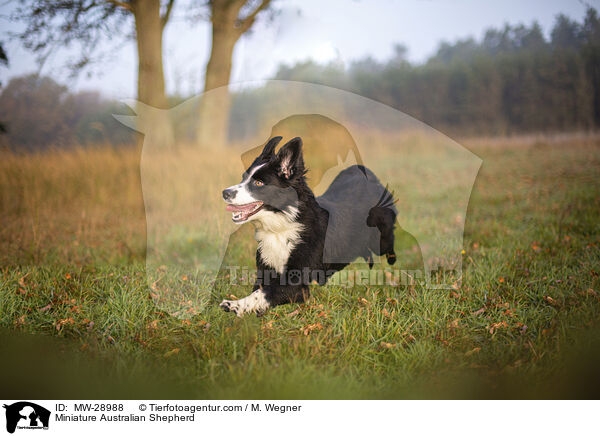 Miniature Australian Shepherd / Miniature Australian Shepherd / MW-28988