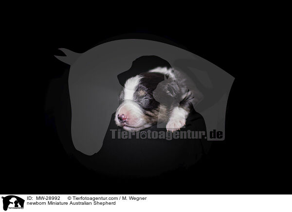 neugeborener Miniature Australian Shepherd / newborn Miniature Australian Shepherd / MW-28992