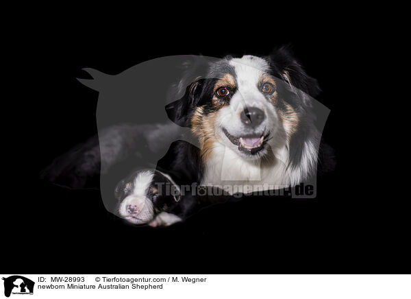 neugeborener Miniature Australian Shepherd / newborn Miniature Australian Shepherd / MW-28993
