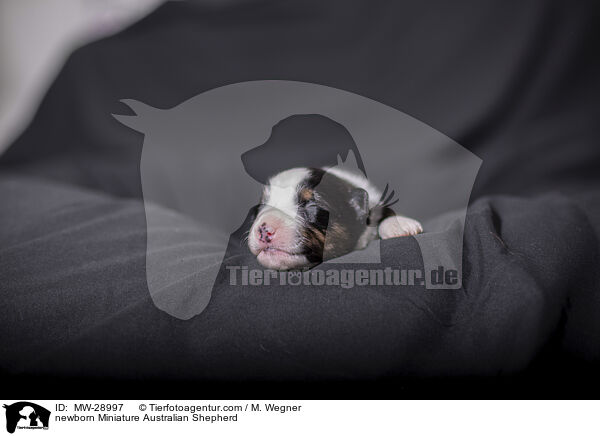 neugeborener Miniature Australian Shepherd / newborn Miniature Australian Shepherd / MW-28997