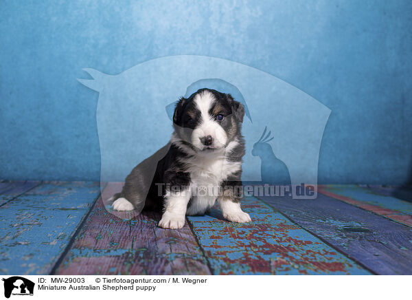 Miniature Australian Shepherd puppy / MW-29003
