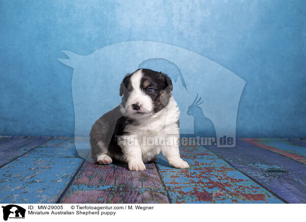 Miniature Australian Shepherd Welpe / Miniature Australian Shepherd puppy / MW-29005