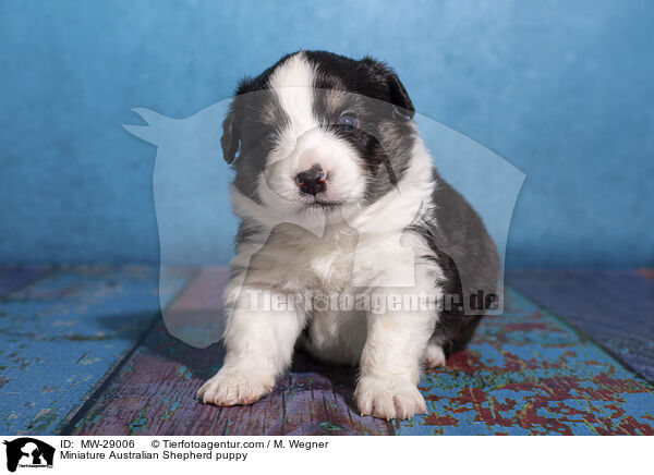 Miniature Australian Shepherd Welpe / Miniature Australian Shepherd puppy / MW-29006