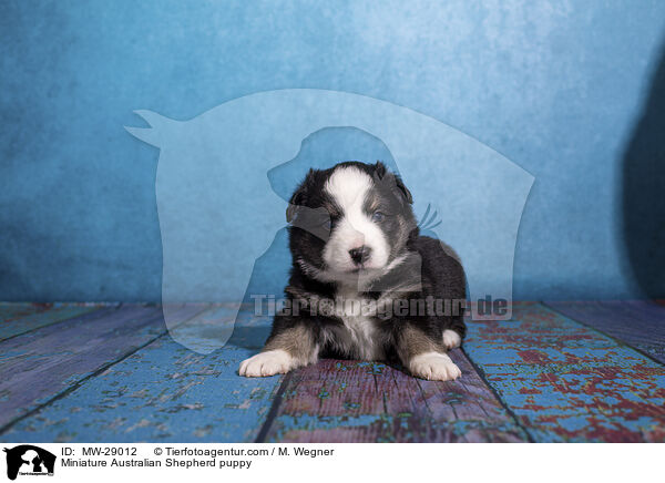 Miniature Australian Shepherd Welpe / Miniature Australian Shepherd puppy / MW-29012
