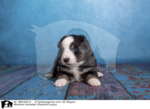 Miniature Australian Shepherd puppy / MW-29014