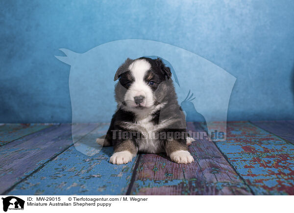 Miniature Australian Shepherd Welpe / Miniature Australian Shepherd puppy / MW-29015