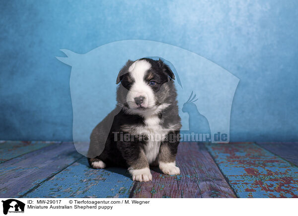 Miniature Australian Shepherd Welpe / Miniature Australian Shepherd puppy / MW-29017
