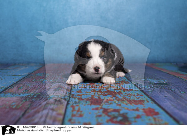 Miniature Australian Shepherd Welpe / Miniature Australian Shepherd puppy / MW-29018