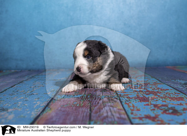 Miniature Australian Shepherd puppy / MW-29019
