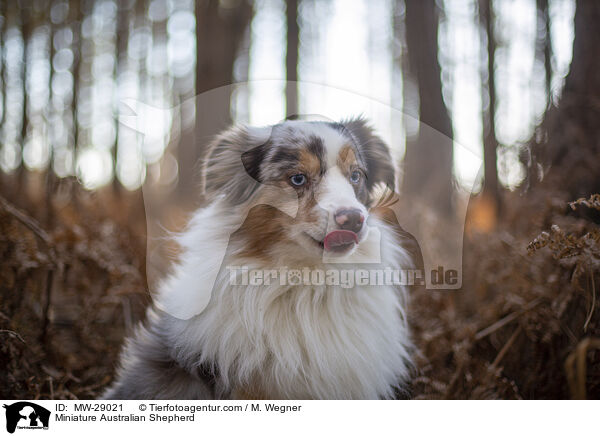 Miniature Australian Shepherd / MW-29021