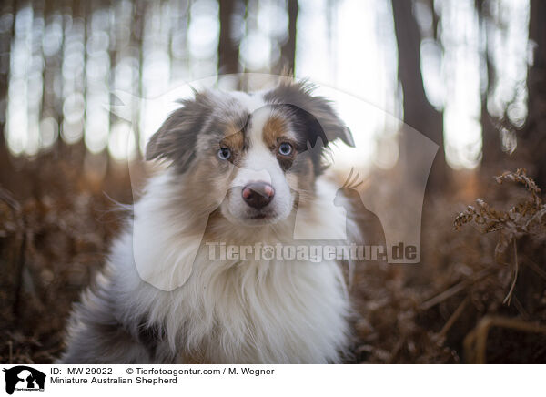Miniature Australian Shepherd / MW-29022