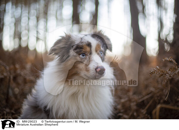 Miniature Australian Shepherd / MW-29023