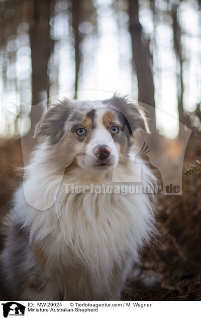 Miniature Australian Shepherd / MW-29024