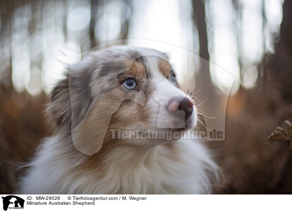 Miniature Australian Shepherd / MW-29026