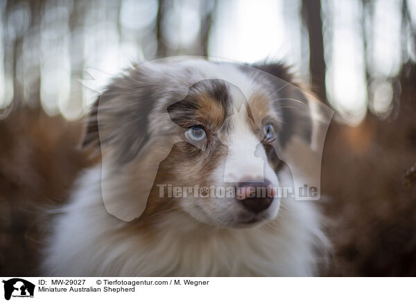 Miniature Australian Shepherd / MW-29027