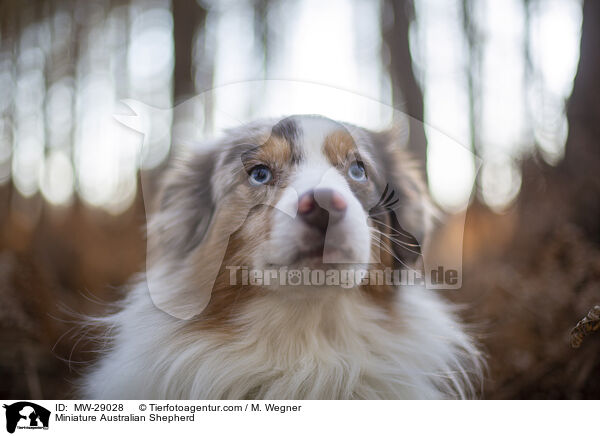 Miniature Australian Shepherd / MW-29028