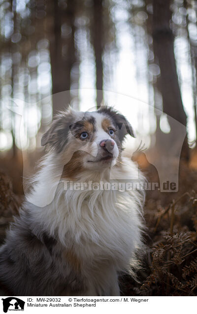 Miniature Australian Shepherd / MW-29032