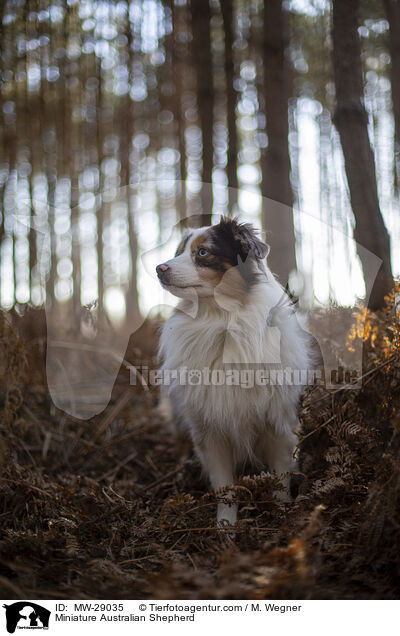 Miniature Australian Shepherd / MW-29035