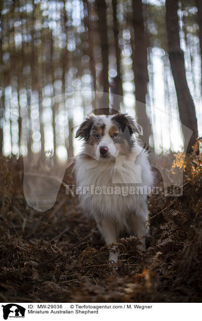 Miniature Australian Shepherd / MW-29036