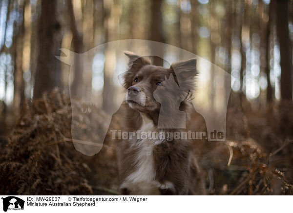 Miniature Australian Shepherd / Miniature Australian Shepherd / MW-29037